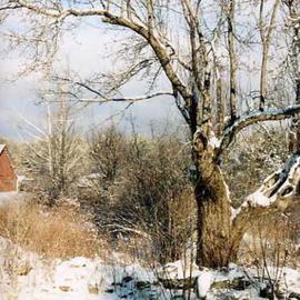 Ruth Zachary: 'Glorias View', 2004 Color Photograph, Landscape. Artist Description: The quiet, pristine beauty of New England winter snow in rural Limerick, Maine, USA. The white of the snowfall contrasts with the darks of the branches.  The verticality of the tree draws the eye upward and into the composition.  The small red shed in the lower left hints ...