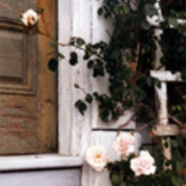 Ruth Zachary: 'Memorys Roses', 1992 Color Photograph, Floral. Artist Description:  Soft, lush pink roses against the old door of the antique Vaughn House on remote Monhegan Island, off the coast of Maine.  Romantic, lovely lines, textures, contrast. 11 x 14