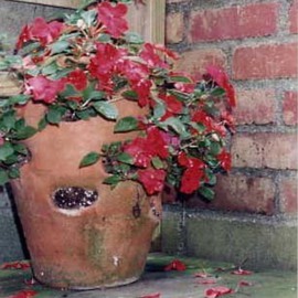 Strawberry Pot Garden By Ruth Zachary