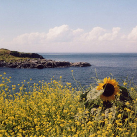 Ruth Zachary: 'Sunflower Summer', 2006 Color Photograph, Floral. Artist Description:  Bright sunflower yellow, blue sea and sky.  What says summer more? ? ?  Monhegan Island, Maine.  11 x 14