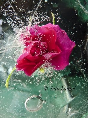 Satu Laurel: 'In the Garden', 2012 Color Photograph, Floral. 