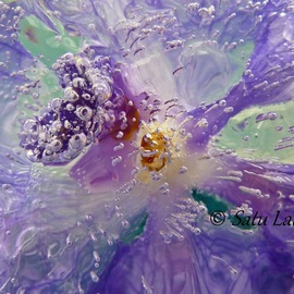 Satu Laurel: 'Orchid', 2012 Color Photograph, Floral. 