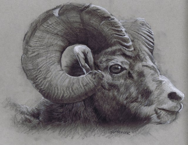 Sid Weaver  'Ram', created in 2014, Original Drawing Pencil.