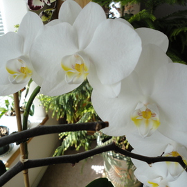 Debbi Chan: 'Dawns orchid', 2012 Color Photograph, Beauty. Artist Description:   photos from Idaho.  ...