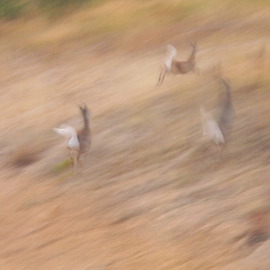Debbi Chan Artwork deer flight, 2011 Color Photograph, Flight