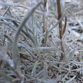 Debbi Chan: 'frost takes my lavender', 2011 Color Photograph, Beauty. Artist Description:  photos from Idaho.      ...