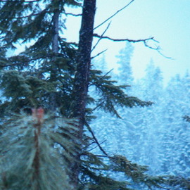 Debbi Chan: 'iced pine cone among trees', 2012 Color Photograph, Beauty. Artist Description:     PHOTOS FROM IDAHO.                                                                                                                                                                                                                                                                                                                                                                                                                                                                                                             ...