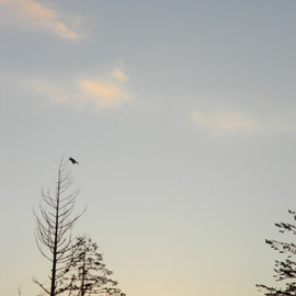 Debbi Chan: 'morning flight', 2011 Color Photograph, Beauty. Artist Description:      photos from idaho.                                                                                                                                                                                                                                ...