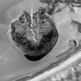 Debbi Chan Artwork toad in black and white, 2013 Black and White Photograph, Fauna