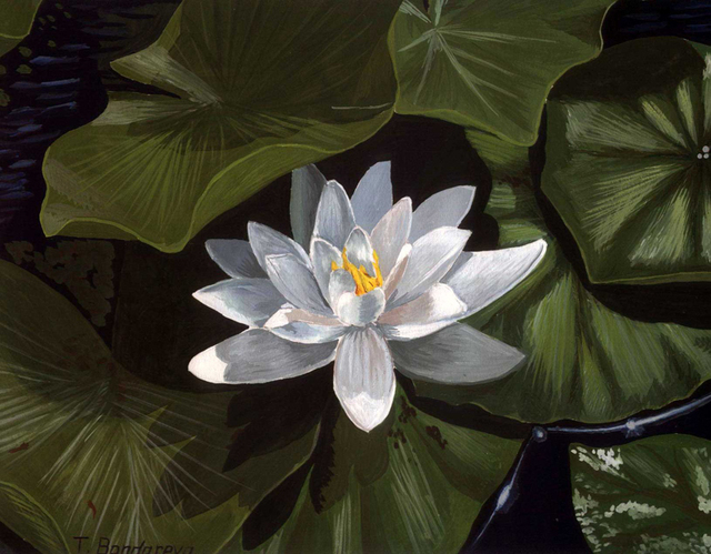 Artist Tatyana Bondareva. 'White Water Lily' Artwork Image, Created in 2010, Original Painting Other. #art #artist
