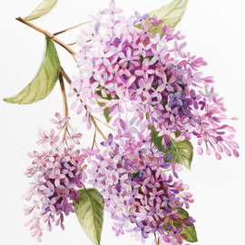 Marsha Bowers: 'lilacs', 2019 Oil Painting, Floral. Artist Description: Oil sketch on Bristol Paper.  LilacsOriginal has sold.  Prints available...