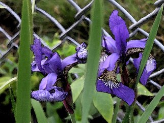 Linda Tenenbaum; Iris Ecstasy, 2007, Original Photography Other, 14 x 10 inches. Artwork description: 241  Beautiful Irises grow against a chain link fence in the park.The deep colors in this giclee print bring the flowers to life again. ...