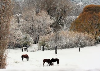 Tammy Gatten; First Snow, 2007, Original Photography Color, 20 x 16 inches. Artwork description: 241  The first snow on orange trees in the mountains of New Mexico, with grazing horses. ...