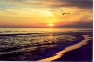 Carole Atkinson; Destin Sunset, 2003, Original Photography Color, 14 x 11 inches. Artwork description: 241 Seagull on the wing at the right moment - a purple cast on the shoreline adds a touch of glory to this sunset....