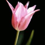 Carole Atkinson; Pink Blush, 2000, Original Photography Color, 8 x 10 inches. 