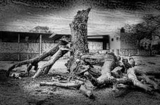 Andrew Xenios; Altered Tree, 2012, Original Photography Black and White, 18 x 12 inches. Artwork description: 241    After a lightning bolt hit this tree, nobody in the Mayan village will touch it due to tremendous superstition.  ...