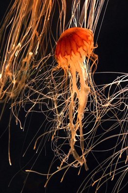 Barry Greff; Natural Design, 2004, Original Photography Color, 17 x 22 inches. Artwork description: 241 jellyfishpacific nettlenaturenatural designcreaturesea...