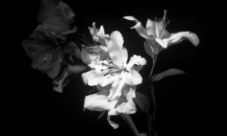 Bruce Panock; Black And White Flowers, 2009, Original Photography Black and White, 16 x 21 inches. Artwork description: 241  A different perspective on a flower.  The absence of colors opens the textures of the flower.Images are pritned on archival papers with archival inks.Different sizes are available upon request.       ...