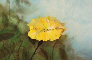 Carolyn Judge; Hibiscus, 2010, Original Watercolor, 28 x 21 cm. Artwork description: 241  This photograph was taken in the early morning light in Manly, Australia.  It makes for a great painting!  ...