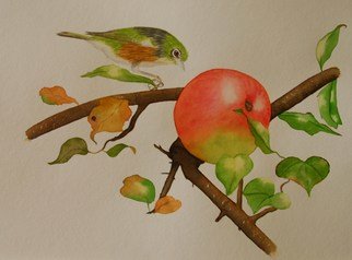 Carolyn Judge; Waxeye And Apple, 2010, Original Watercolor, 30 x 24 cm. Artwork description: 241  A waxeye is a native New Zealand bird.  I like this image of the bird not being able to resist a big juicy apple! ...