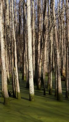 Celeste Mccullough; Tall Trees, 2014, Original Photography Color, 20 x 36 inches. Artwork description: 241   Tall white trees in a green swamp.      ...