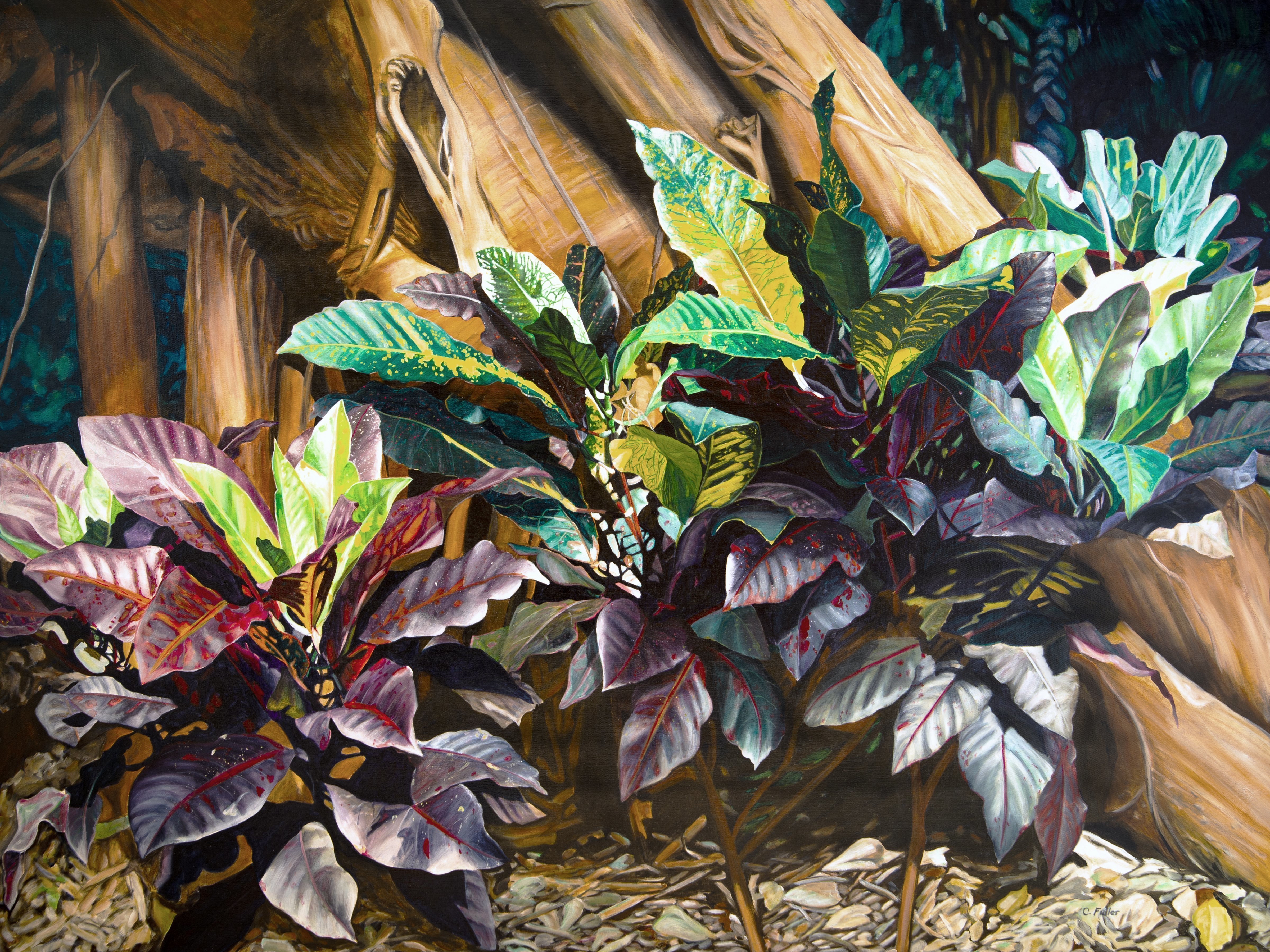 Caren Keyser, 'Croton And The Strangler Fig', 1980, original Painting Acrylic, 48 x 36  x 1 cm. Artwork description: 1911 Created in 1980 this modern realistic acrylic painting was from a photo of young croton plants at the base of a tree being taken over by a strangler fig tree.  The vibrant colors and strong contrast bring the piece to life.  It has been newly photographed for ...