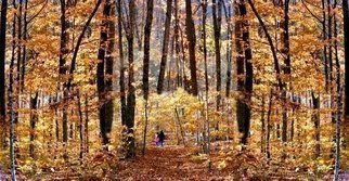 Dave Martsolf, 'Golden Gate', 2009, original Printmaking Giclee, 40 x 21  inches. Artwork description: 7059  A collection of several photographs stitched together and played with a bit, taken on a sparkling late autumn day in the New Hampshire ( USA) woods. ...