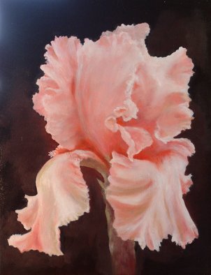 Dana Dabagia; Pink Iris, 2011, Original Painting Oil, 16 x 20 inches. Artwork description: 241  Spring's Pink Iris.On Gallery Wrap Canvas    ...