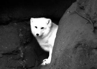 Debra Ann Reilly; Arctic Fox, 2001, Original Photography Other, 7 x 5 inches. Artwork description: 241 Gorgeous arctic fox. .   .  TO CONTACT Debra Ann Reilly via tel: 917- 912- 8159 All art works and designs in Debra Ann Reilly' s portfolio are the sole property of Debra Ann Reilly and the works and designs are protected under US copyright law by Copyright (c) from 1980 ...
