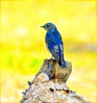 Dennis Gorzelsky; On A Perch, 2015, Original Photography Digital, 17 x 18 . Artwork description: 241 As is often the case, I was out hoping to find one thing, but finding another. I was in the Colorado Rockies looking for elk, but saw this pretty little bird land as if posing for a portrait. ...