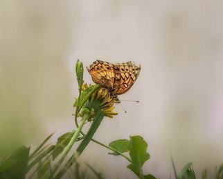 Dennis Gorzelsky; Taking A Rest, 2019, Original Photography Digital, 20 x 16 inches. Artwork description: 241 This butterfly was very active for most of the time after I spotted it, but it decided to take a break and rest on this dandelion. ...