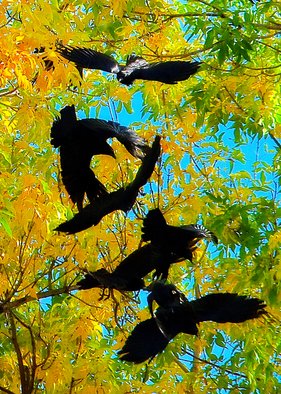 Dennis Gorzelsky; Taking Off, 2015, Original Photography Digital, 15 x 21 . Artwork description: 241 On a beautiful autumn day in Northern Colorado, a group of birds had gathered in a large tree.  When suddenly one took off, all the others quickly followed. ...