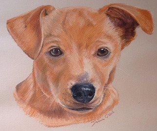 Donna Gibbs; Pet Portrait Commission Alfie, 2005, Original Pastel, 12 x 10 inches. Artwork description: 241  A commissioned painting of a Jack Russel puppy ...