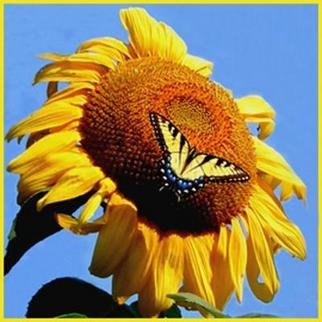 Emily Reed; A Swallowtail And Its Sun..., 2005, Original Photography Color, 10 x 10 inches. Artwork description: 241 A swallowtail butterfly enjoying a summer sunflower....