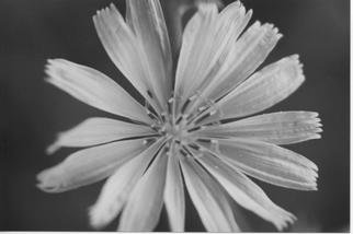 James Peer; Flower, 2003, Original Photography Black and White, 12 x 8 inches. 