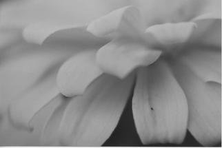 James Peer; Petals, 2003, Original Photography Black and White, 12 x 8 inches. 