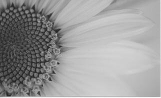 James Peer; Sunflower, 2003, Original Photography Black and White, 12 x 8 inches. 
