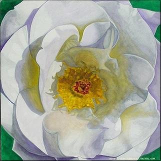 Jorge Gallardo; White Rose, 2000, Original Watercolor, 30 x 22 inches. Artwork description: 241 22. 5 X 22. 5 inches, watercolor on paper...