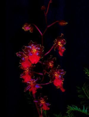 Mark Goodhew; Orchid 2, 2015, Original Photography Color, 22.8 x 30 inches. Artwork description: 241  Picture of Orchid I took at local Orchid show ...
