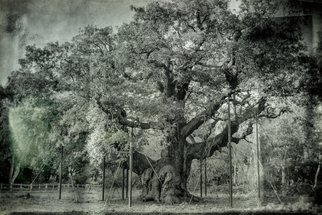 Jonathan O'Hora; Major Oak Quercus Robur, 2017, Original Photography Mixed Media, 36 x 24 inches. Artwork description: 241 The Major Oak is a large English oak  Quercus robur  near the village of Edwinstowe in the midst of Sherwood Forest, Nottinghamshire, England. According to local folklore, it was Robin Hood s shelter where he and his merry men slept. It weighs an estimated 23 tons, has ...