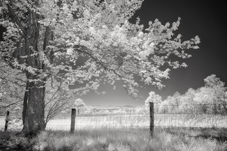 Jon Glaser; Leaves Of Spring, 2016, Original Photography Infrared, 16 x 24 inches. Artwork description: 241  This photograph was taken in Cades Cove located in the Smoky Mountains. It borders Tennessee and North Carolina and are part of the Appalachian Mountains. The fog that hangs of the region is caused by the trees and plants that give off orgainic compounds with a high ...
