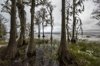 Jon Glaser, 'Natures Bath II', 2016, original Photography Color, 16 x 24  x 1 inches. Artwork description: 1911  Located in Central Florida, these Cypress trees we along the shore of a Lake.This limited- edition photograph, measuring approximately 16