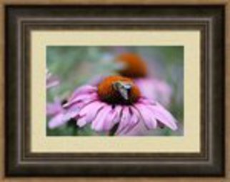 Mary Goodreau; Honey Bee On A Pink Daisy, 2014, Original Digital Print, 23.7 x 19.1 inches. Artwork description: 241  A honey bee on a pink daisy. The flowers were beautiful but the bee made the shot extra special. ...