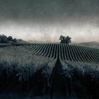 Michael Regnier; Moonlight In The Vineyard, 2010, Original Photography Black and White, 20 x 20 inches. Artwork description: 241    vineyard, vineyards,   ...