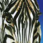 Mitzi Lai; Zebra, 2008, Original Reproduction, 9 x 22 inches. Artwork description: 241  Giclee print of an original Watercolor painting by Mitzi Lai. ...