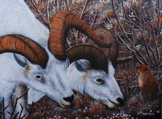 Mike Ross; What Are You Looking At, 2014, Original Painting Oil, 48 x 36 inches. Artwork description: 241  A pair of dall rams come upon an arctic ground squirrel and are at a stand off.Key Words:Dall sheep, sheep, big horn sheep, arctic ground squirrels, ground squirrels, squirrels, alders, raindeer moss, tundra, Alaska, Denali National Park, Denali, big game, white sheep, oil paintings, oils, ...