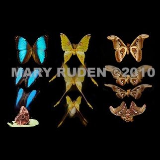 Mary Ruden; Metamorphosis Trio, 2010, Original Photography Color, 20 x 20 inches. Artwork description: 241      Photo of actual moths/ butterflies and their actual cocoons. Photos can be made any size, on many types of surfaces: vinyl, papers, backlit film.     ...
