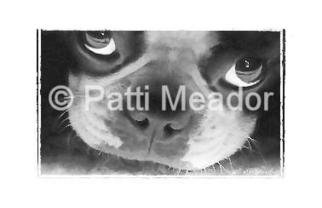 Patti Meador; Pout, 2004, Original Computer Art, 9 x 6 inches. Artwork description: 241 Boston Terrier photo manipulation