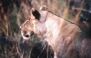 Paula Durbin, 'Lioness Profile Horizontal', 2001, original Photography Color, 14 x 11  inches. Artwork description: 1911 A Fresson print. Zambia. May be printed in other sizes and processes....
