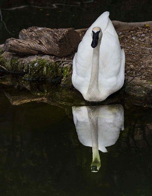 Dick Drechsler; Mirror Mirror On The Water, 2018, Original Photography Color, 11 x 14 inches. Artwork description: 241 This swan was gliding into the calm, dark water, just as I was taking the shot. ...